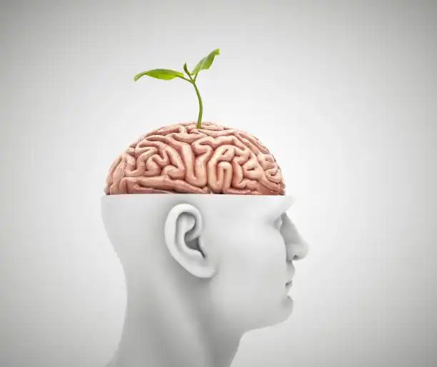 Power up Your Mind: Top Food for Brain Health to Improve Cognitive Function